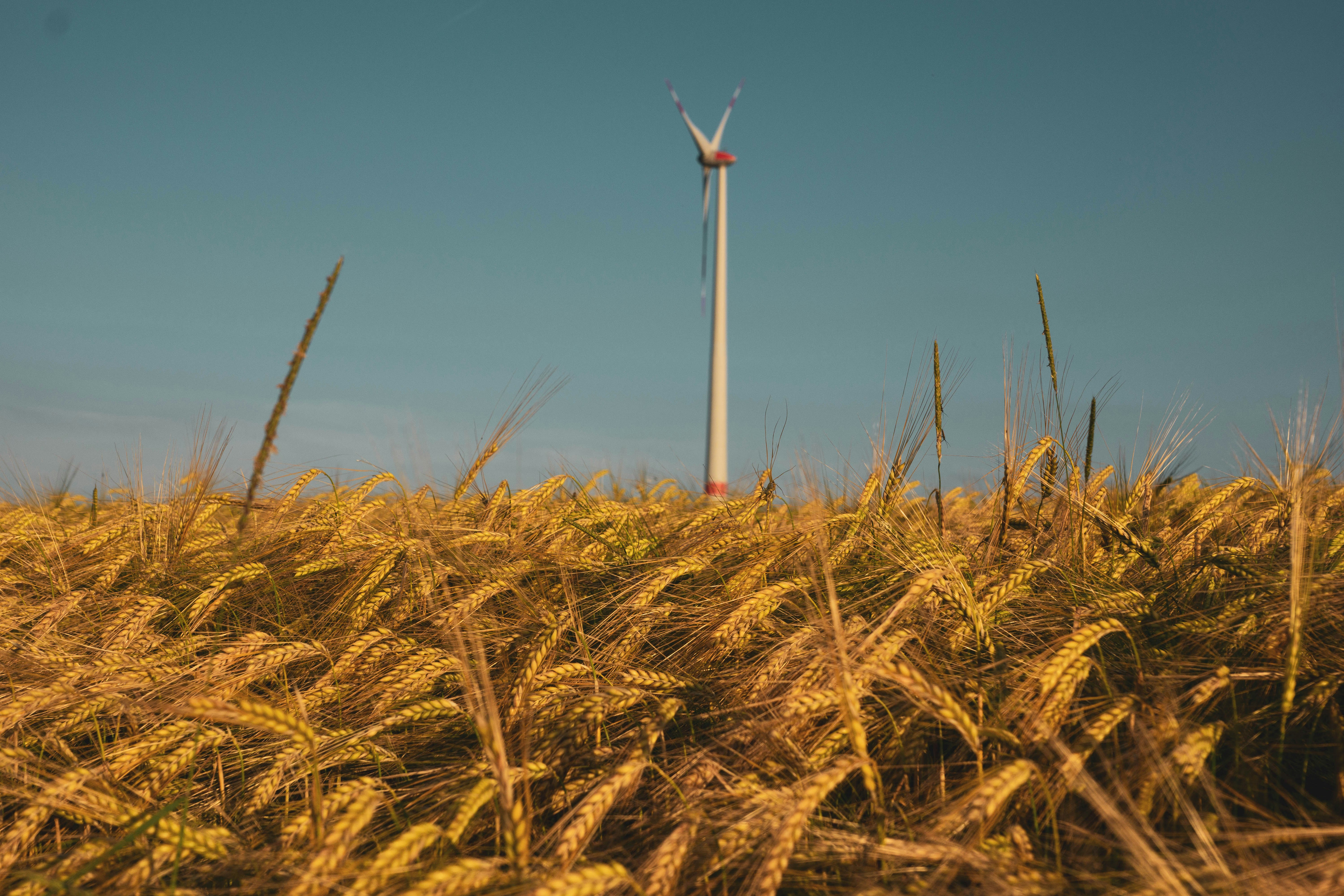 photography of brown wheat field during daytime